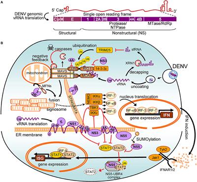 How Dengue Virus Circumvents Innate Immunity